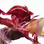 Collection From Russia