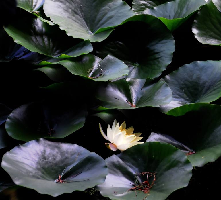 The flowering of water lily ( Botanical Garden Basel) - Print