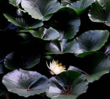 The flowering of water lily ( Botanical Garden Basel) thumb