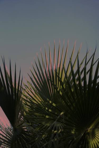 Cactus on Blue Shades thumb