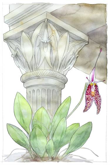 Original Illustration Botanic Paintings by Emily Handley