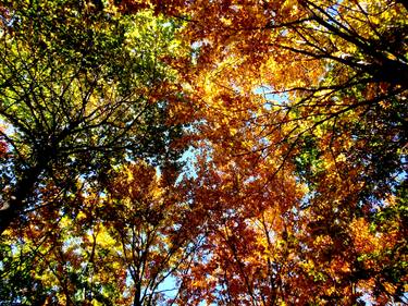 Original Documentary Tree Photography by Angelo Dorigo
