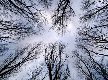 Original Documentary Tree Photography by angelo dorigo