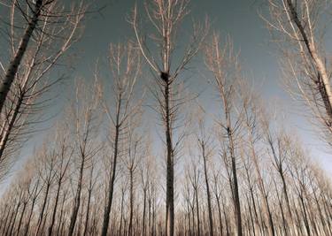Print of Documentary Tree Photography by angelo dorigo