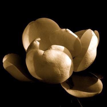 flower power: magnolia thumb