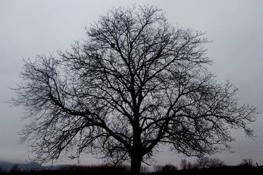 Original Conceptual Tree Photography by Angelo Dorigo