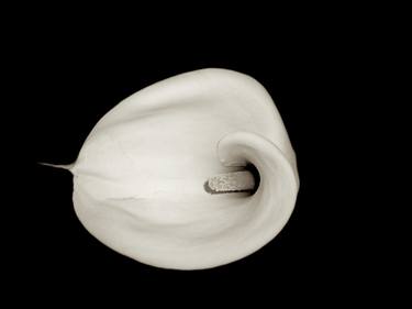 flower power: calla II thumb