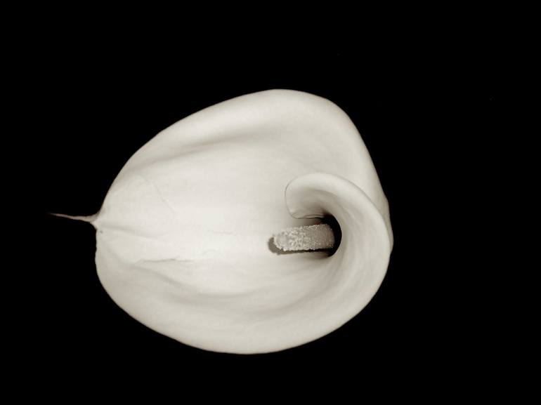 flower power: calla II (limited edition 1 of 10 signed and numbered ...