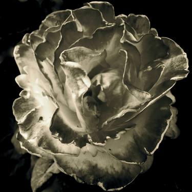 flower power: antique rose thumb