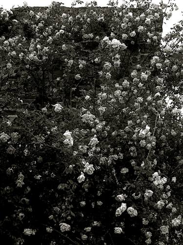 Original Documentary Floral Photography by angelo dorigo