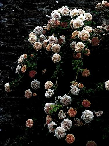 Original Conceptual Floral Photography by angelo dorigo