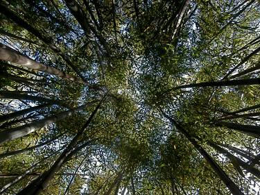 la foresta dei pugnali volanti thumb