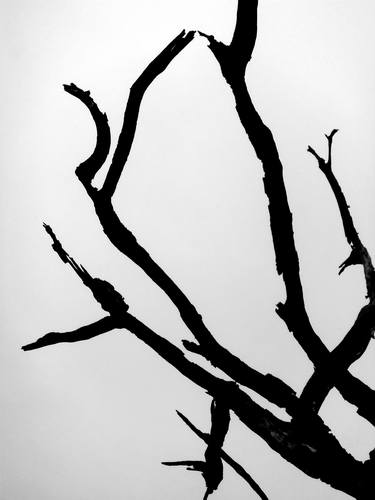 Original Abstract Tree Photography by angelo dorigo