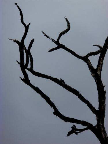 Print of Abstract Tree Photography by angelo dorigo