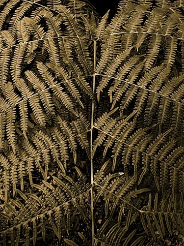 Original Art Deco Nature Photography by Angelo Dorigo