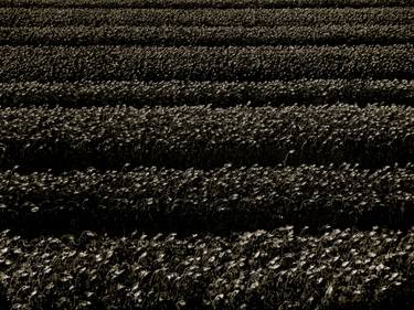 Original Abstract Expressionism Political Photography by Angelo Dorigo