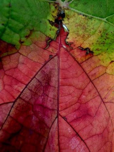 Original Abstract Nature Photography by angelo dorigo