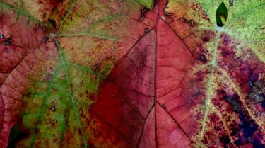 wine leafs as abstract painting, triptych II thumb