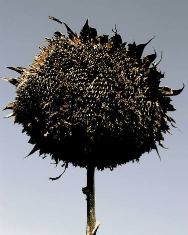 flower power: sunflowers in october II thumb