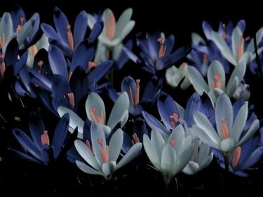 Original Documentary Floral Photography by Angelo Dorigo