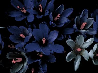 Original Documentary Floral Photography by angelo dorigo