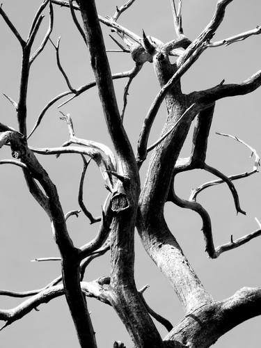 Print of Tree Photography by angelo dorigo