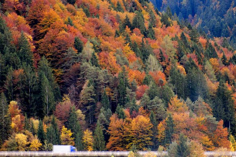Original Landscape Photography by Angelo Dorigo | Conceptual Art on Paper | all the colors of autumn III