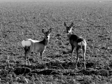 Print of Animal Photography by angelo dorigo