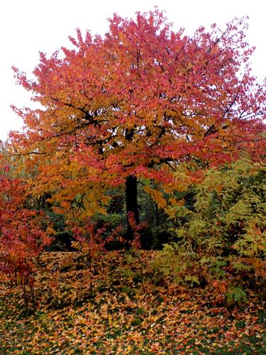 Original Conceptual Tree Photography by angelo dorigo