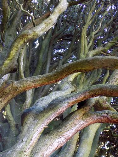 Print of Conceptual Tree Photography by angelo dorigo