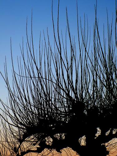 trees series: mulberry tree at the sunset thumb