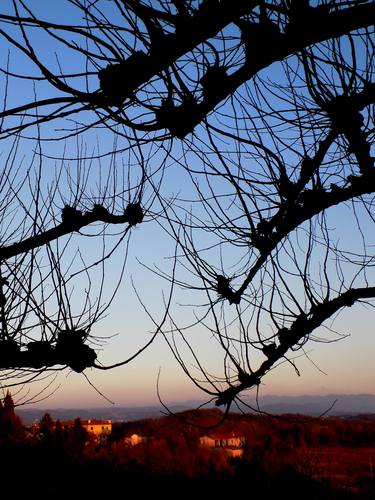 Original Conceptual Tree Photography by Angelo Dorigo