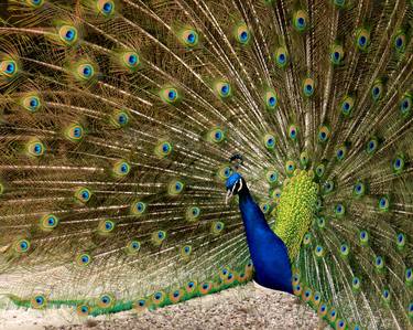 peacocks thumb