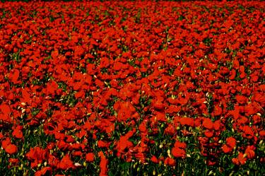 Original Abstract Expressionism Floral Photography by angelo dorigo