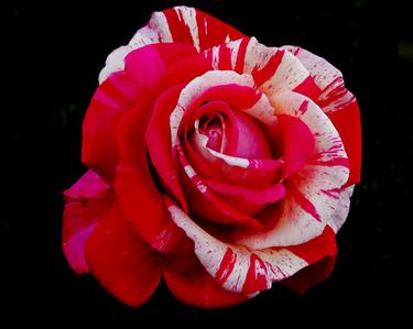 red&white rose thumb