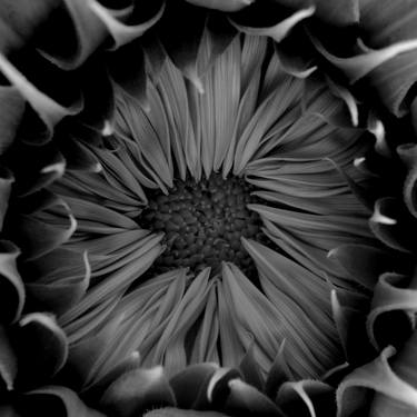 Print of Abstract Floral Photography by angelo dorigo