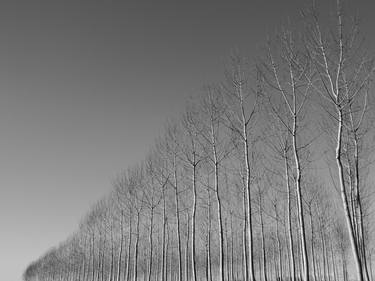 Original Conceptual Tree Photography by angelo dorigo