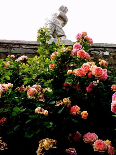 statue & roses V thumb