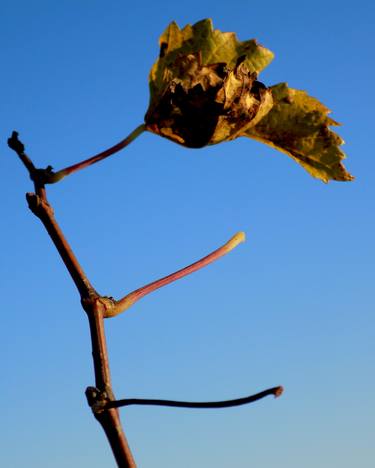 Print of Seasons Photography by angelo dorigo