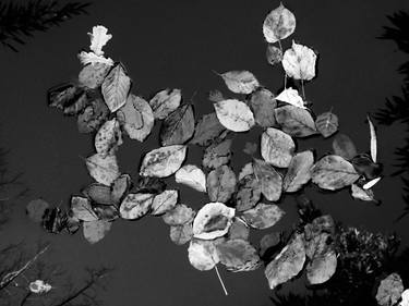 Print of Conceptual Seasons Photography by angelo dorigo