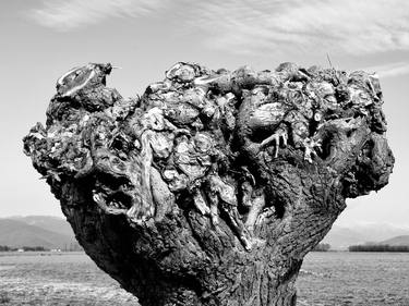 Print of Conceptual Tree Photography by angelo dorigo