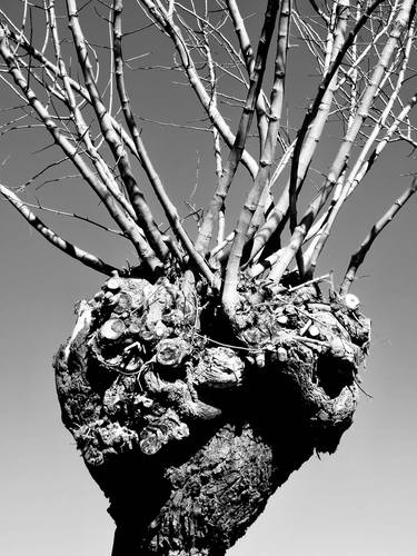 Original Conceptual Tree Photography by Angelo Dorigo