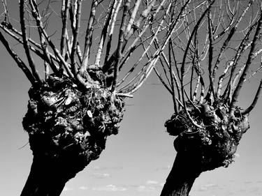Print of Conceptual Tree Photography by Angelo Dorigo