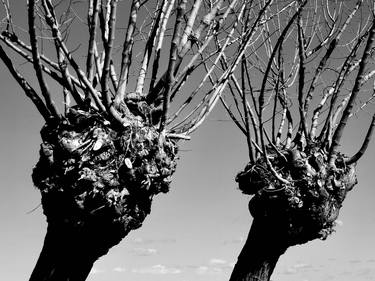 Print of Conceptual Tree Photography by angelo dorigo
