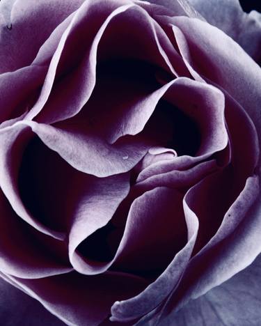 Original Floral Photography by angelo dorigo