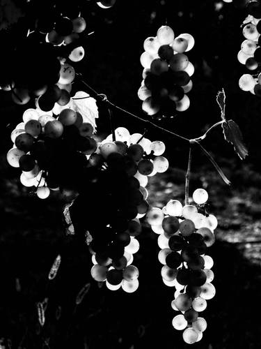 Original Conceptual Nature Photography by Angelo Dorigo