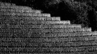Original Conceptual Nature Photography by Angelo Dorigo