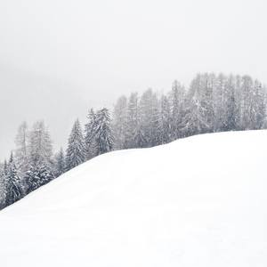 Snow forest. Dolomites.