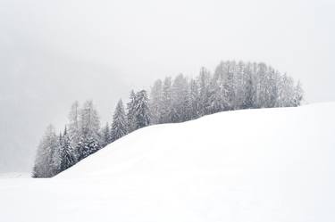 Snow forest. Dolomites. thumb