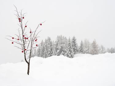 Сhristmas tree. Dolomites. Art photography, minimalism. thumb